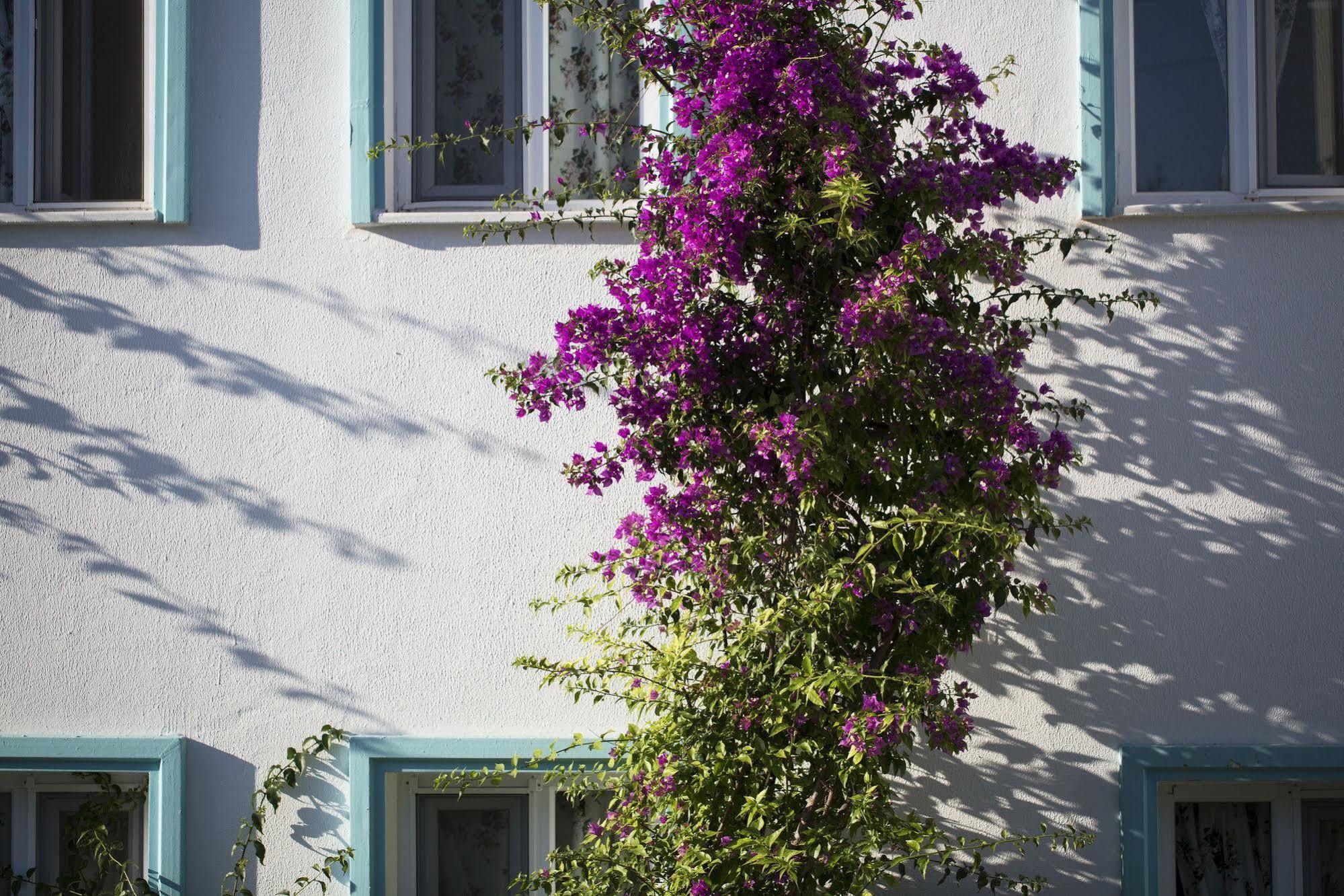 טורקבוקו Istanbul Hotel Bodrum מראה חיצוני תמונה